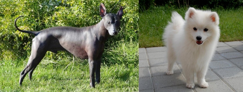 Spitz vs Peruvian Hairless - Breed Comparison
