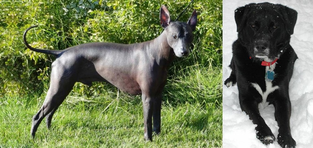 St. John's Water Dog vs Peruvian Hairless - Breed Comparison