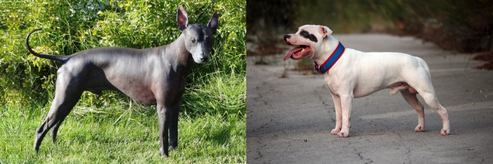 Staffordshire Bull Terrier vs Peruvian Hairless - Breed Comparison