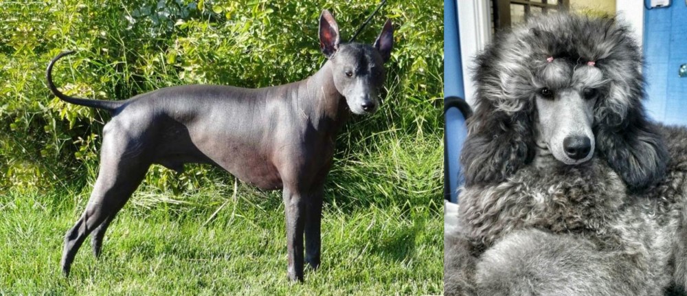Standard Poodle vs Peruvian Hairless - Breed Comparison
