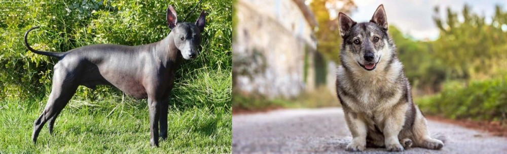Swedish Vallhund vs Peruvian Hairless - Breed Comparison