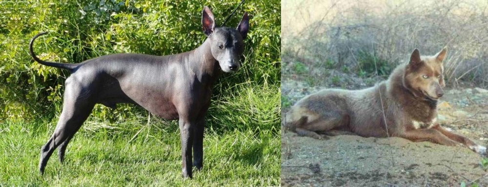Tahltan Bear Dog vs Peruvian Hairless - Breed Comparison