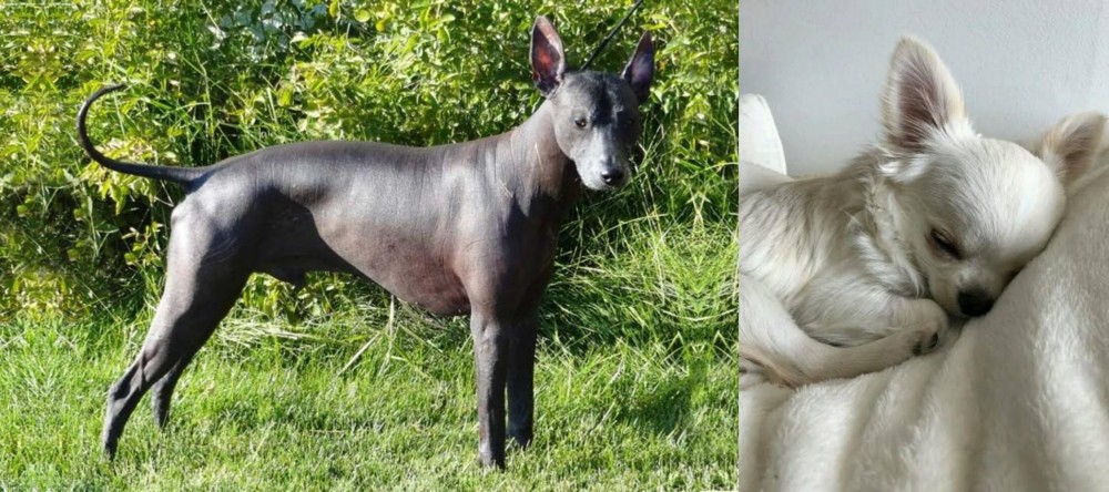 Tea Cup Chihuahua vs Peruvian Hairless - Breed Comparison