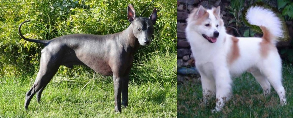 Thai Bangkaew vs Peruvian Hairless - Breed Comparison