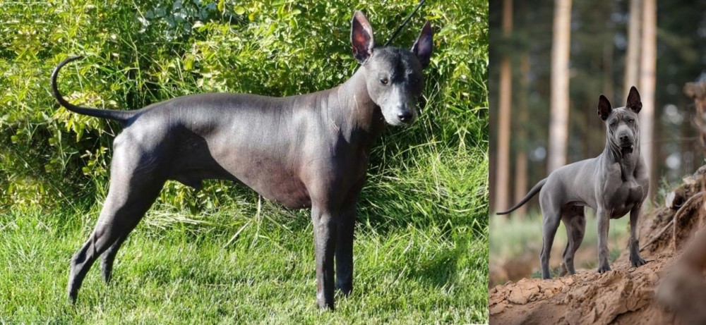 Thai Ridgeback vs Peruvian Hairless - Breed Comparison