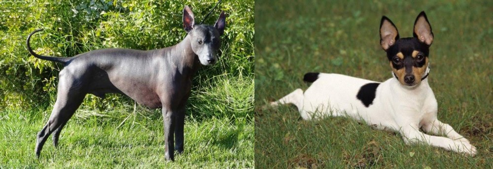 Toy Fox Terrier vs Peruvian Hairless - Breed Comparison