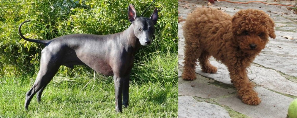 Toy Poodle vs Peruvian Hairless - Breed Comparison