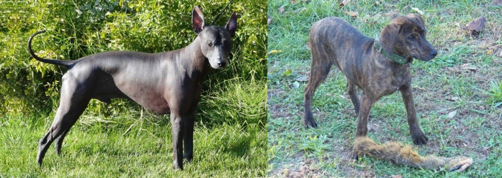 Treeing Cur vs Peruvian Hairless - Breed Comparison