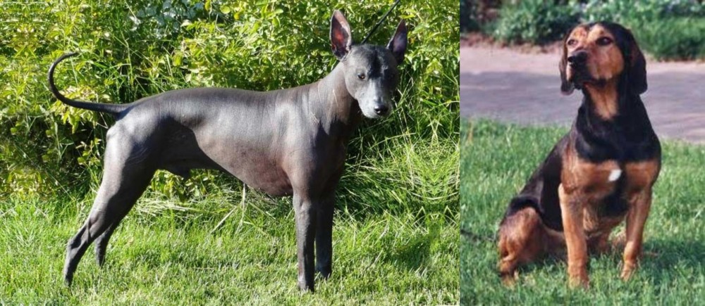 Tyrolean Hound vs Peruvian Hairless - Breed Comparison
