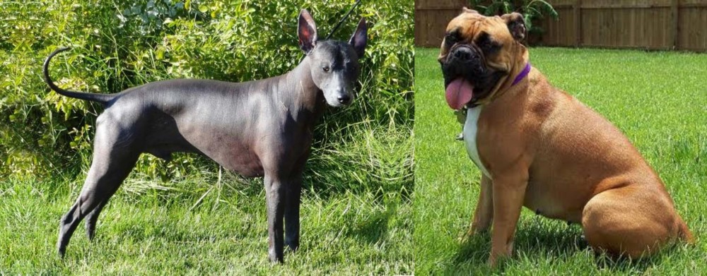 Valley Bulldog vs Peruvian Hairless - Breed Comparison