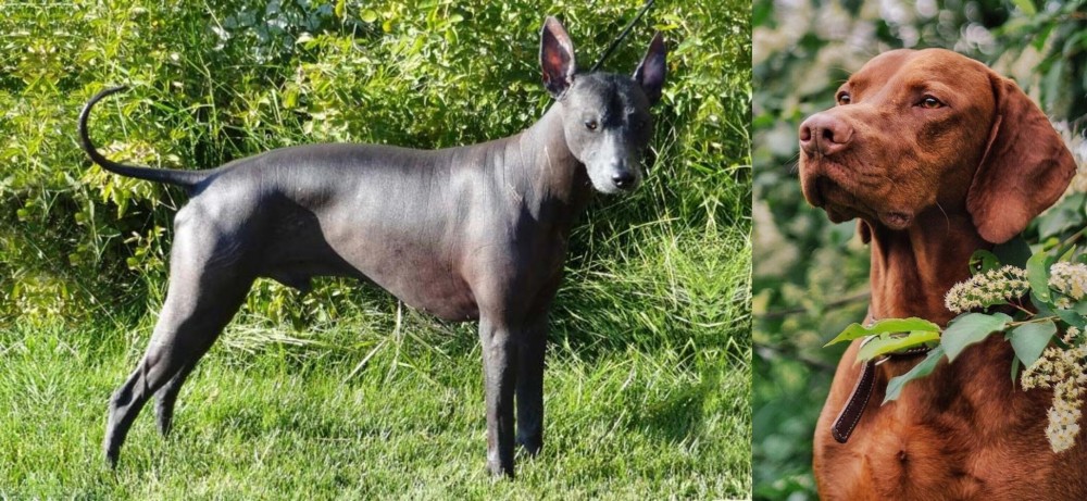 Vizsla vs Peruvian Hairless - Breed Comparison