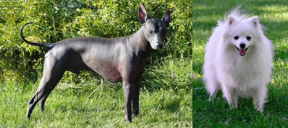 Volpino Italiano vs Peruvian Hairless - Breed Comparison