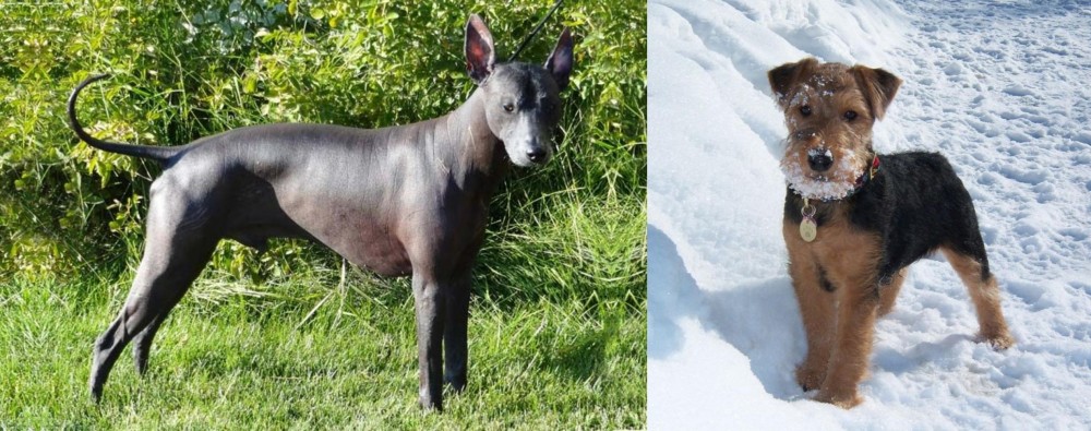 Welsh Terrier vs Peruvian Hairless - Breed Comparison