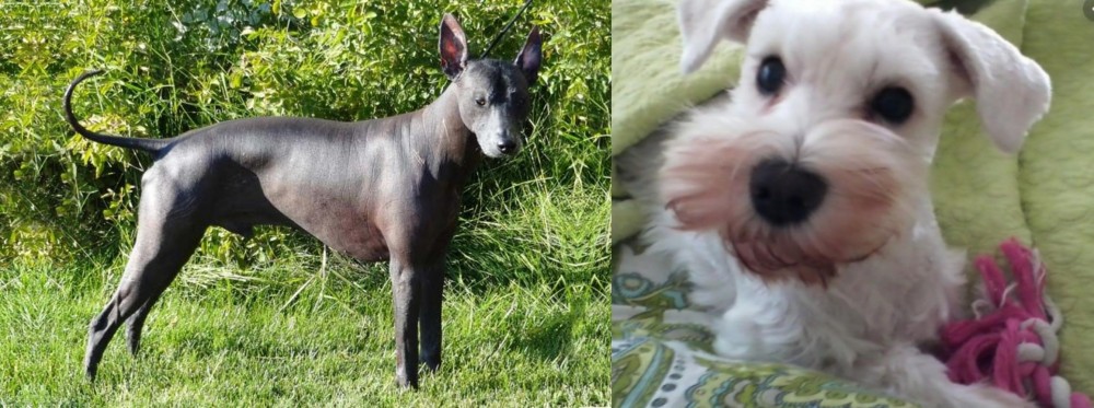 White Schnauzer vs Peruvian Hairless - Breed Comparison