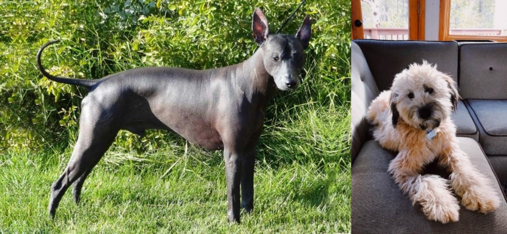 Whoodles vs Peruvian Hairless - Breed Comparison