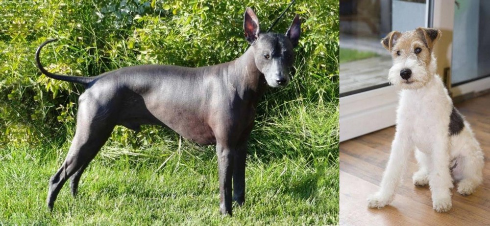 Wire Fox Terrier vs Peruvian Hairless - Breed Comparison