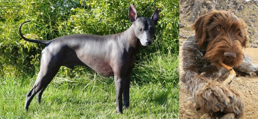 Wirehaired Pointing Griffon vs Peruvian Hairless - Breed Comparison