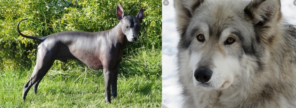 Wolfdog vs Peruvian Hairless - Breed Comparison