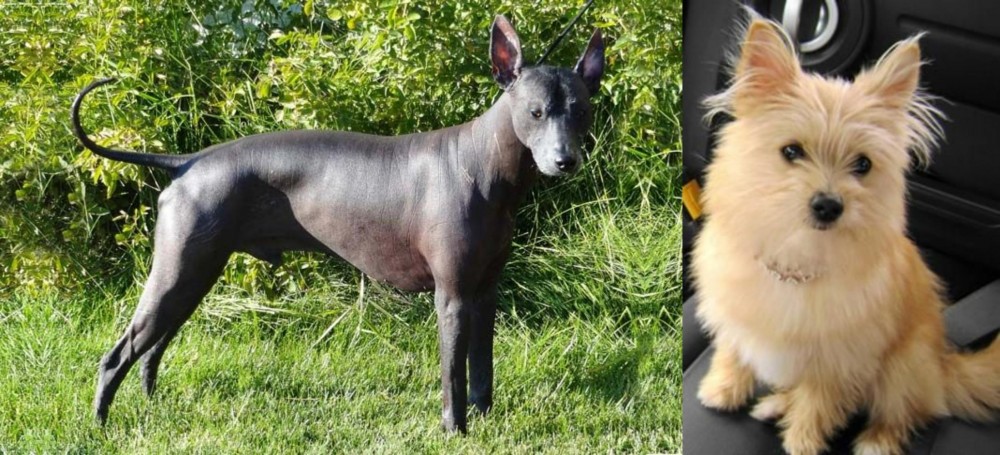 Yoranian vs Peruvian Hairless - Breed Comparison