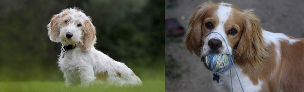Cockalier vs Petit Basset Griffon Vendeen - Breed Comparison
