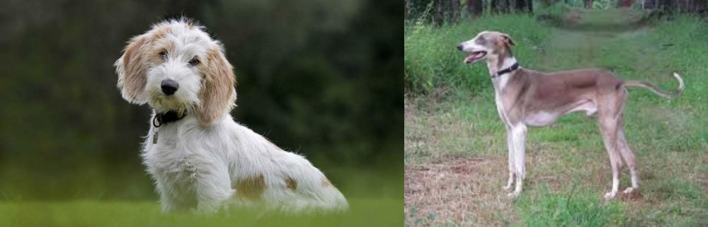 Mudhol Hound vs Petit Basset Griffon Vendeen - Breed Comparison