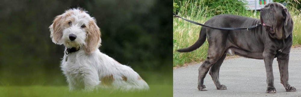 Neapolitan Mastiff vs Petit Basset Griffon Vendeen - Breed Comparison