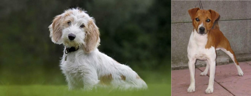 Plummer Terrier vs Petit Basset Griffon Vendeen - Breed Comparison
