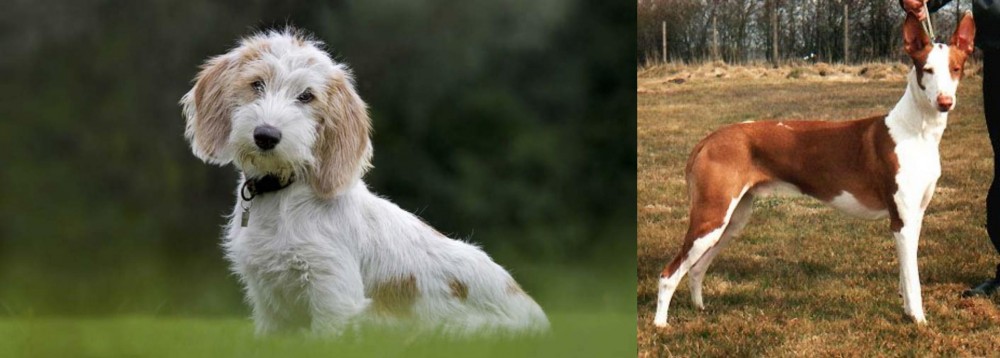 Podenco Canario vs Petit Basset Griffon Vendeen - Breed Comparison