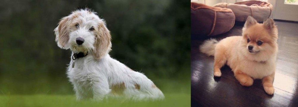 Pomeranian vs Petit Basset Griffon Vendeen - Breed Comparison