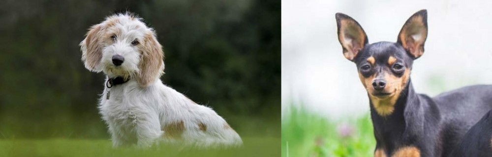 Prazsky Krysarik vs Petit Basset Griffon Vendeen - Breed Comparison