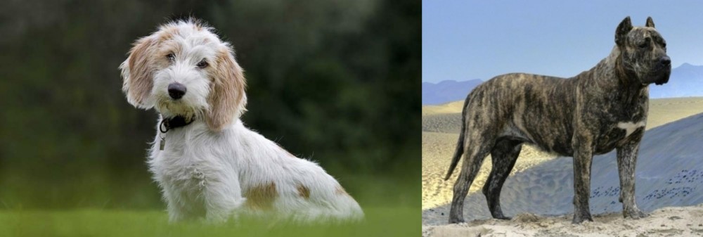 Presa Canario vs Petit Basset Griffon Vendeen - Breed Comparison