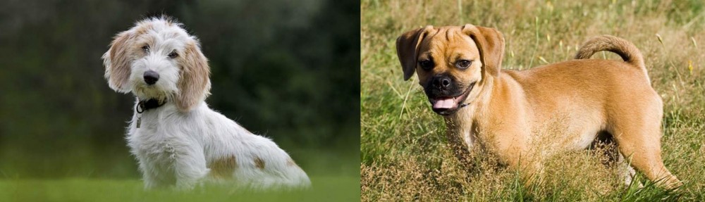 Puggle vs Petit Basset Griffon Vendeen - Breed Comparison