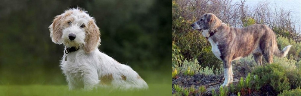 Rafeiro do Alentejo vs Petit Basset Griffon Vendeen - Breed Comparison