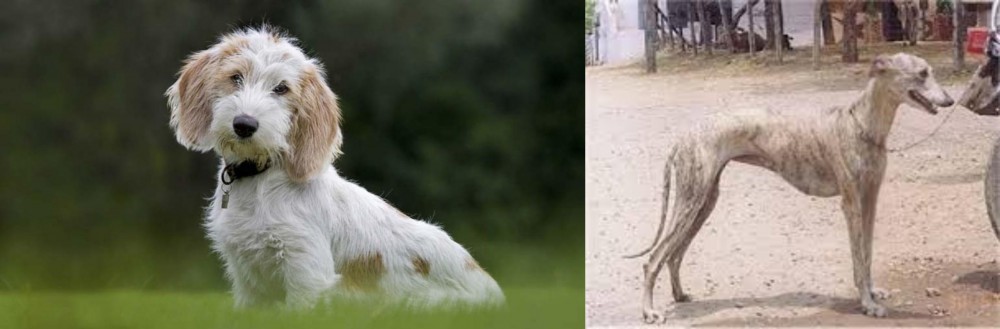 Rampur Greyhound vs Petit Basset Griffon Vendeen - Breed Comparison