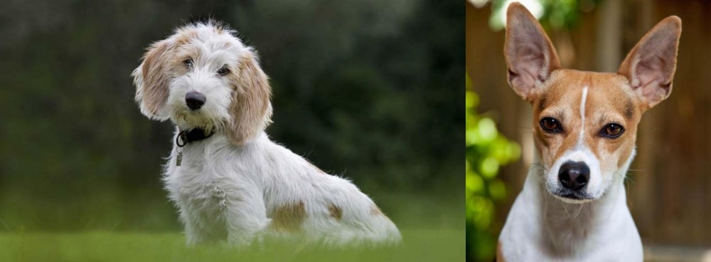 Rat Terrier vs Petit Basset Griffon Vendeen - Breed Comparison