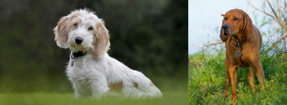 Redbone Coonhound vs Petit Basset Griffon Vendeen - Breed Comparison