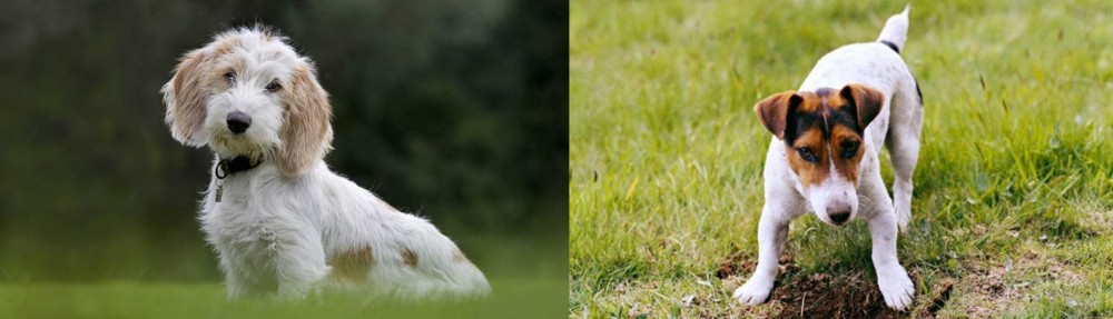 Russell Terrier vs Petit Basset Griffon Vendeen - Breed Comparison