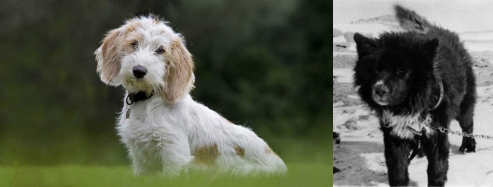 Sakhalin Husky vs Petit Basset Griffon Vendeen - Breed Comparison