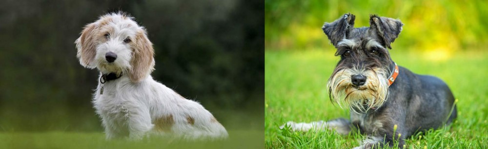 Schnauzer vs Petit Basset Griffon Vendeen - Breed Comparison