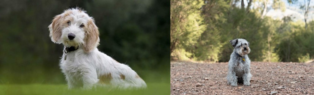 Schnoodle vs Petit Basset Griffon Vendeen - Breed Comparison