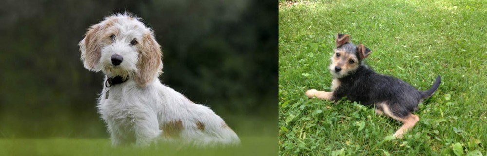 Schnorkie vs Petit Basset Griffon Vendeen - Breed Comparison