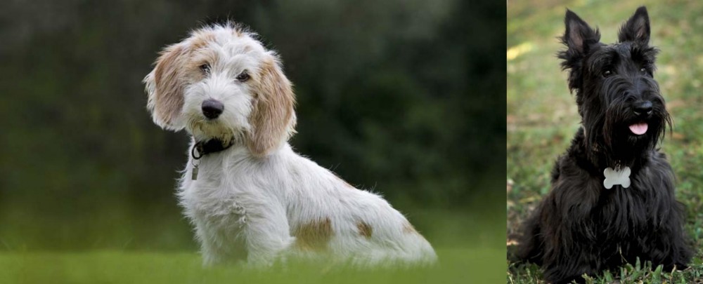 Scoland Terrier vs Petit Basset Griffon Vendeen - Breed Comparison