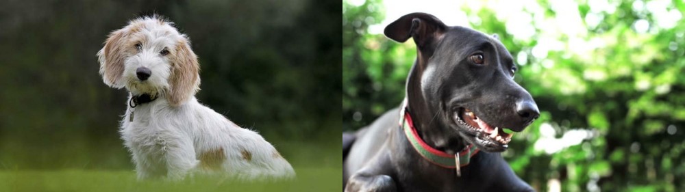 Shepard Labrador vs Petit Basset Griffon Vendeen - Breed Comparison