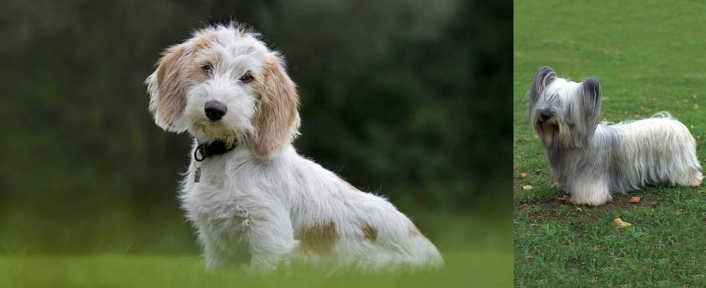 Skye Terrier vs Petit Basset Griffon Vendeen - Breed Comparison