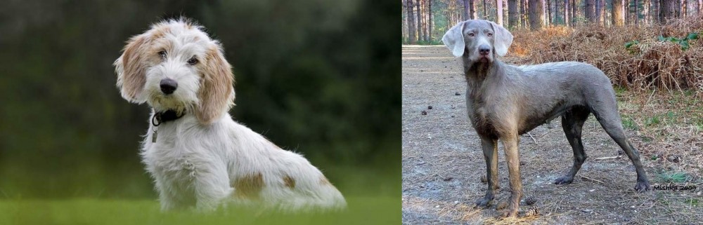 Slovensky Hrubosrsty Stavac vs Petit Basset Griffon Vendeen - Breed Comparison