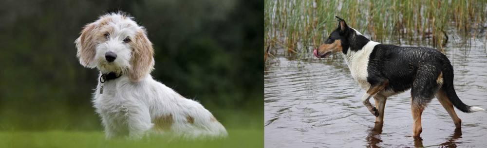 Smooth Collie vs Petit Basset Griffon Vendeen - Breed Comparison