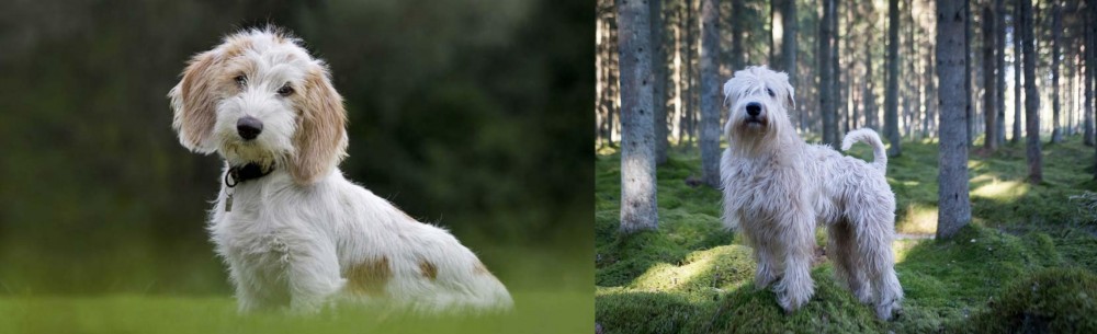 Soft-Coated Wheaten Terrier vs Petit Basset Griffon Vendeen - Breed Comparison