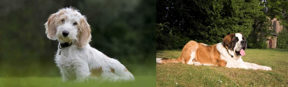 St. Bernard vs Petit Basset Griffon Vendeen - Breed Comparison