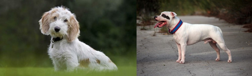Staffordshire Bull Terrier vs Petit Basset Griffon Vendeen - Breed Comparison