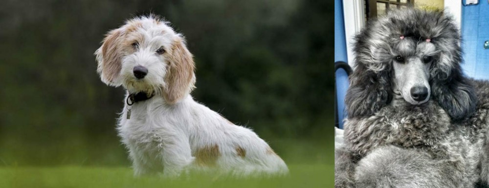 Standard Poodle vs Petit Basset Griffon Vendeen - Breed Comparison